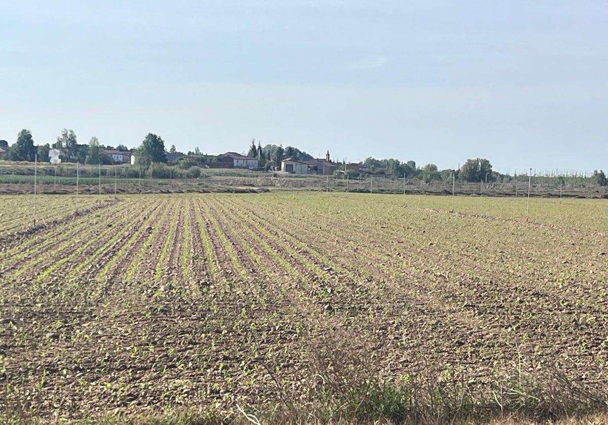 Parcela de maíz en la provincia de León
