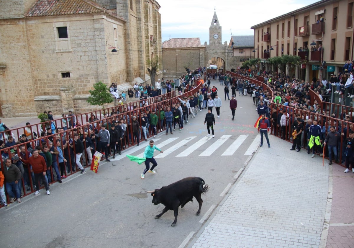 Emoción en Villabrágima con el VII Toro de la Santa Cruz