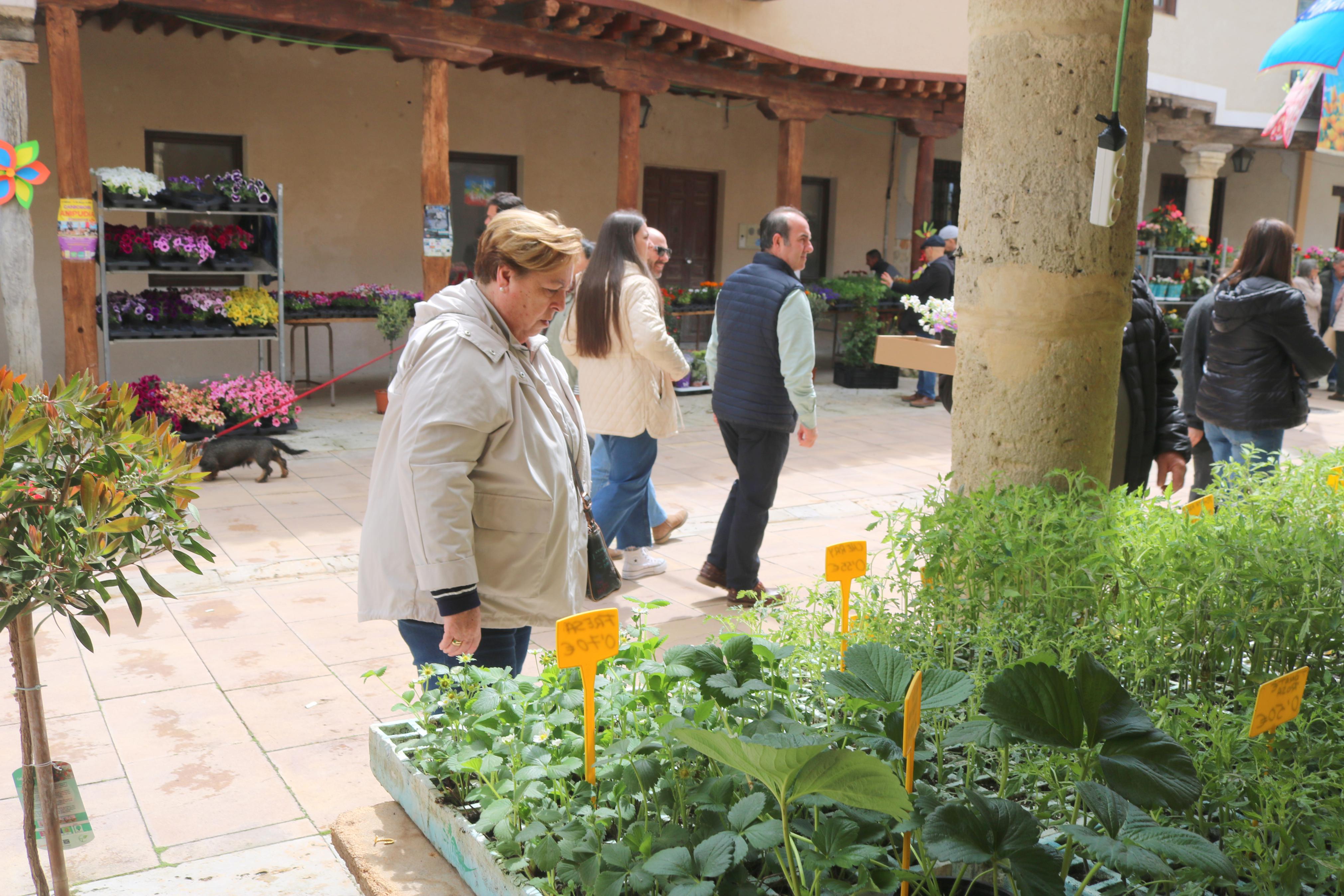 XIV Mercado de la Flor en Ampudia