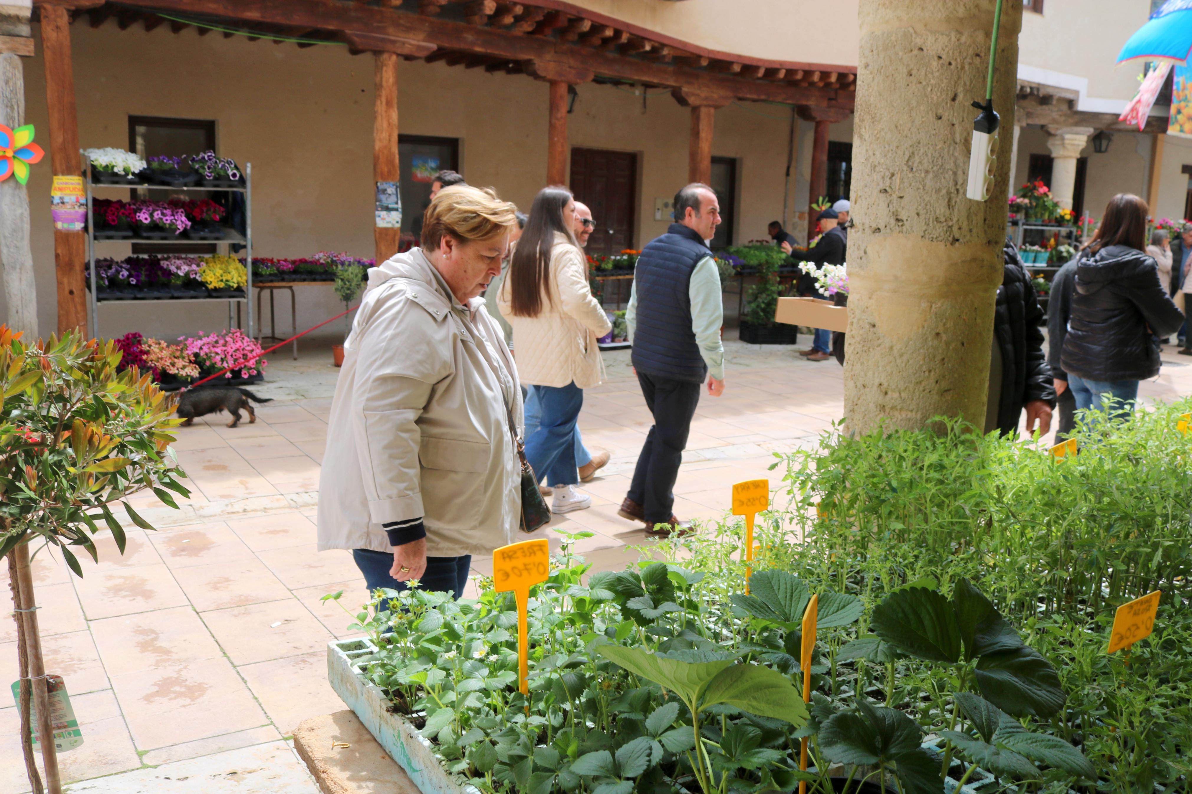 XIV Mercado de la Flor en Ampudia