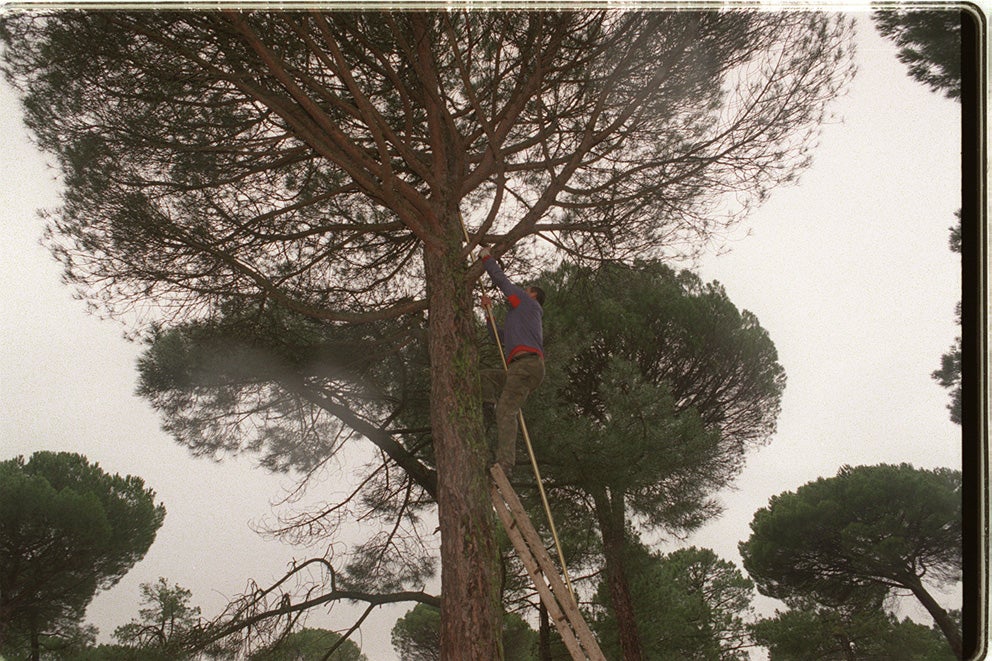 Piñonero encaramado a un pino en el pinar de Pedrajas de San Esteban. 14 de marzo de 1996.