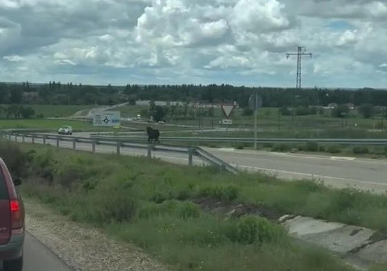 La vaca brava de las fiestas de Arroyo se da a la fuga.