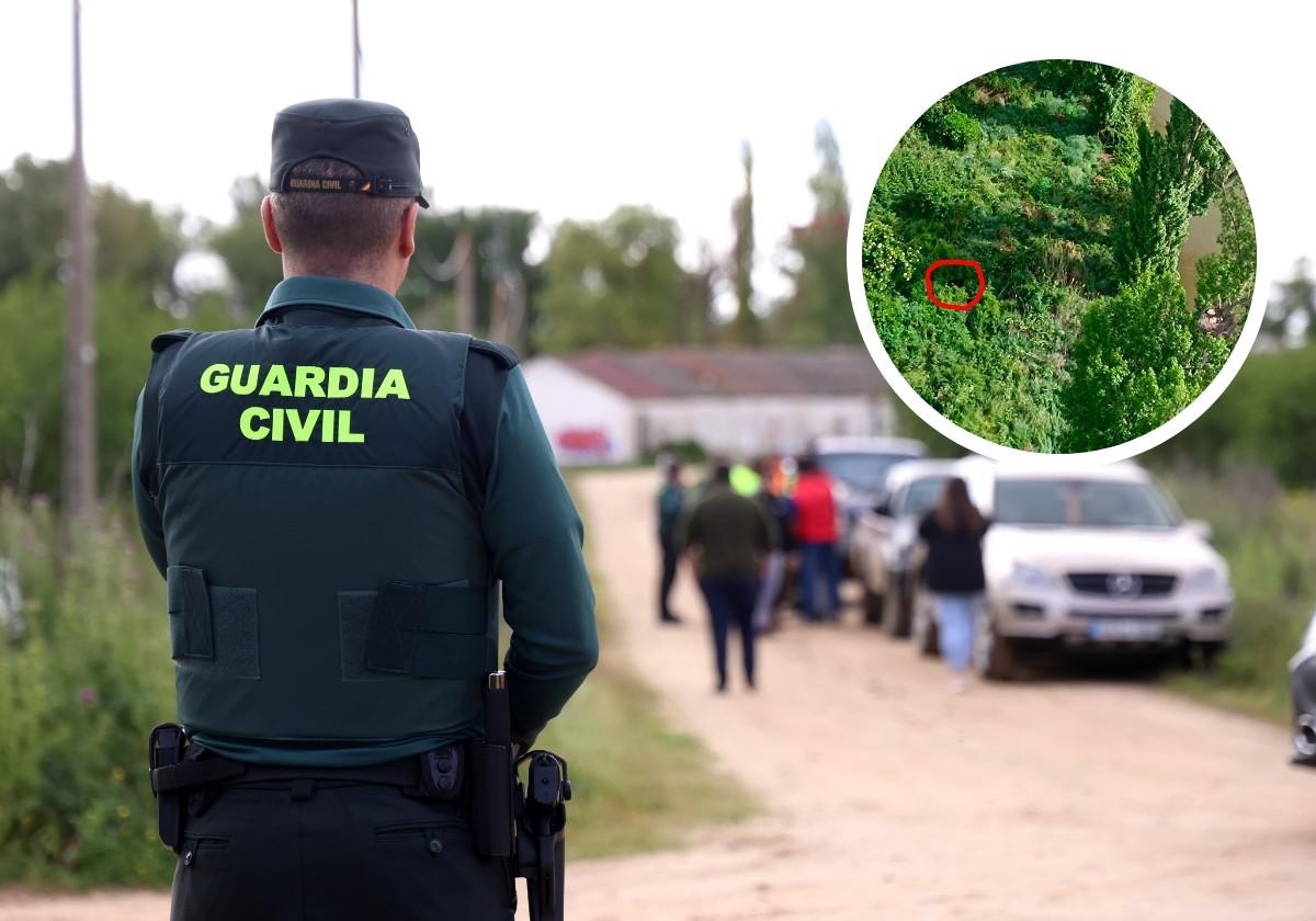 Un agente de la Guardia Civil vigila el lugar donde ha sido sacrificada la vaquilla, en el término de Villamarciel. En detalle, el lugar, entre la vegetación, donde fue localizada desde un helicóptero.