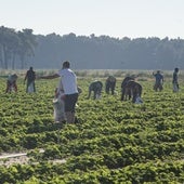 Temporeros extranjeros trabajan en un campo de cultivo de la provincia.