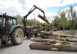 Tala de árboles en mal estado en el parque de Jardinillos de Palencia