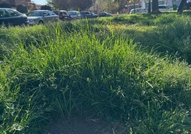 Césped sin cuidar en la ciudad de Palencia.