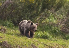Ejemplar de oso pardo.