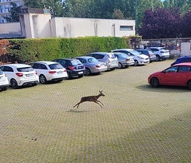 El corzo dentro del aparcamiento del edificio del Hospital Viejo.