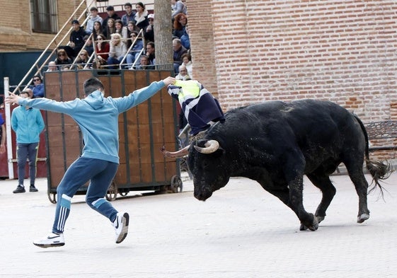 Toro de la Casita en Alaejos.