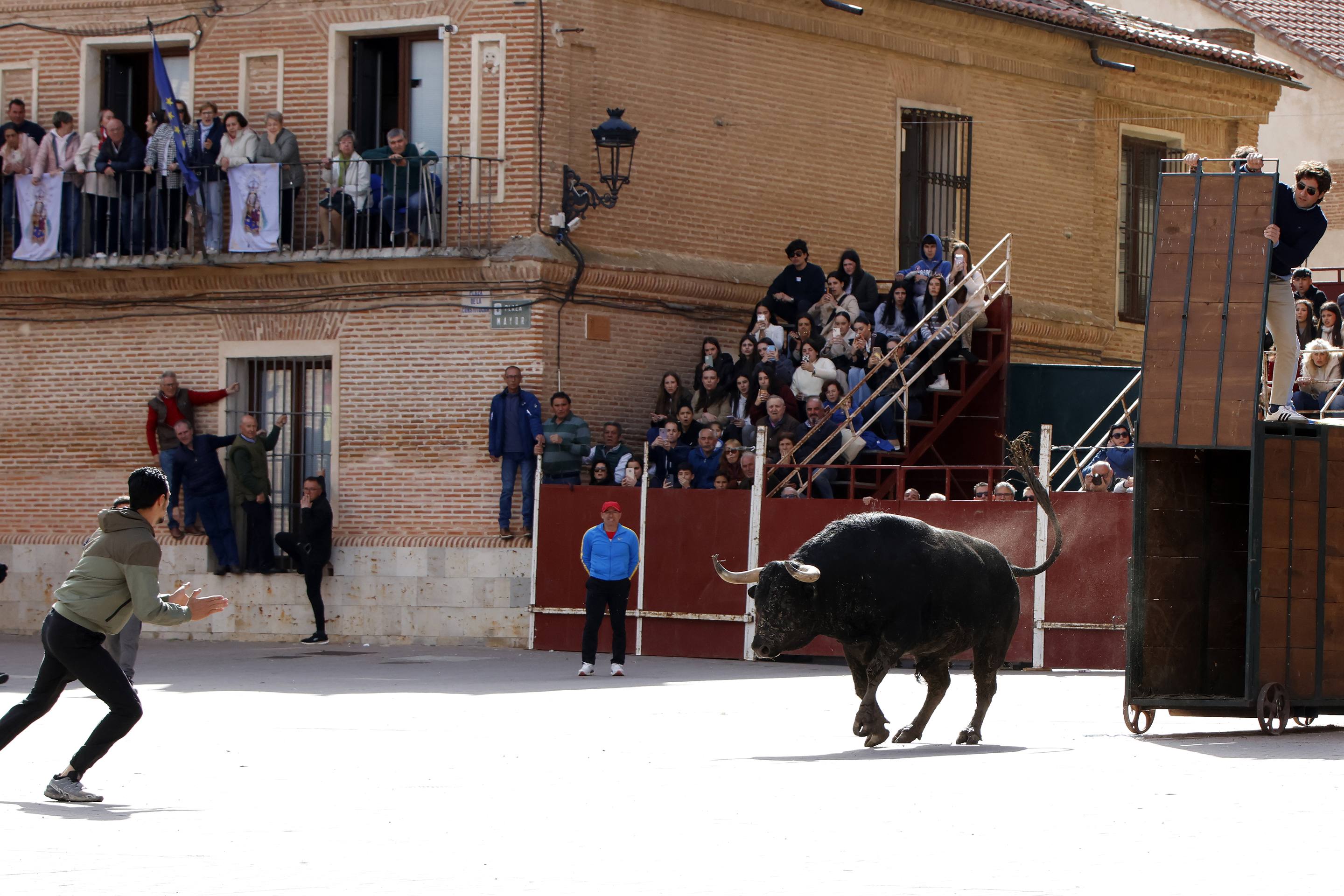 El Toro de la Casita de Alaejos, en imágenes
