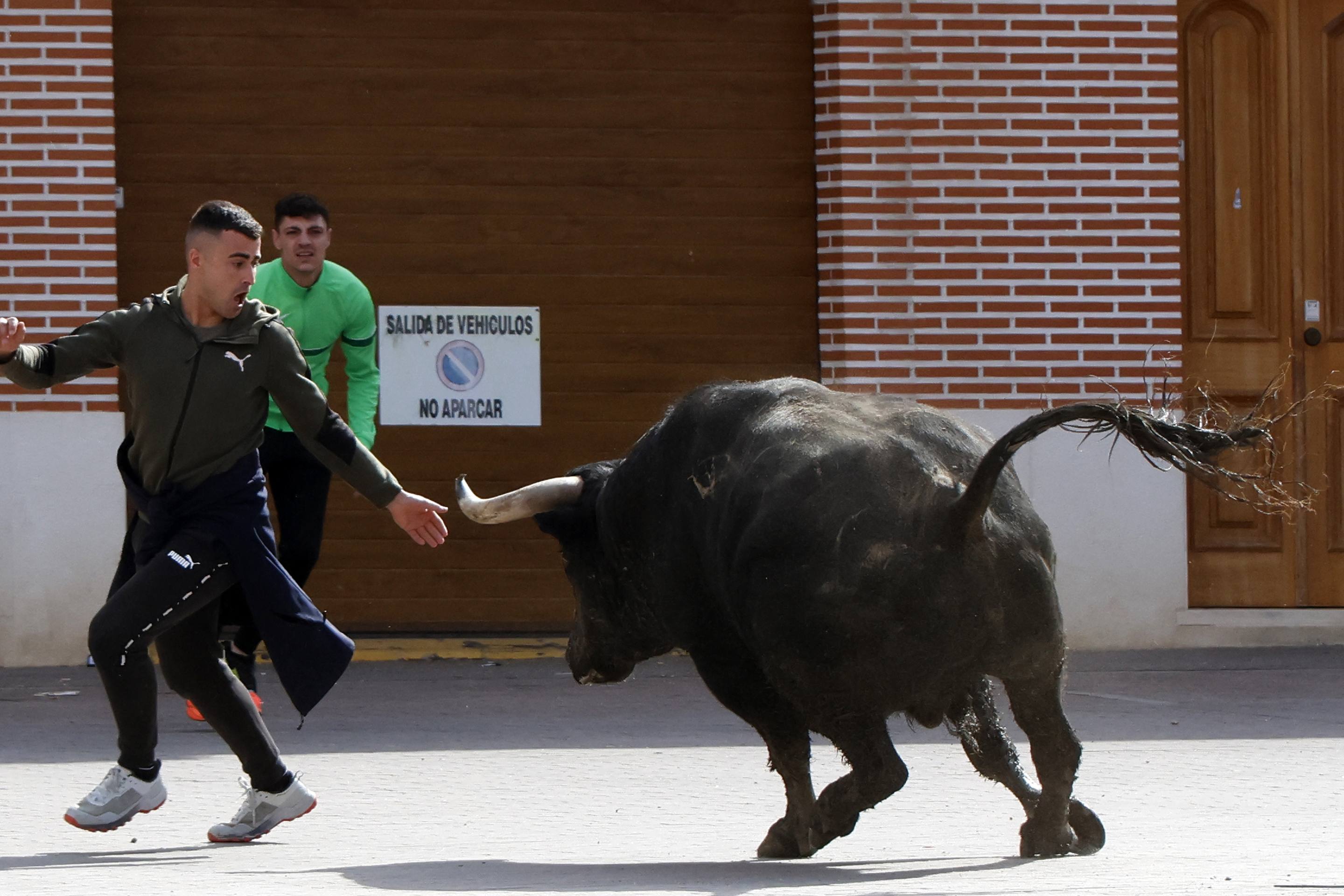 El Toro de la Casita de Alaejos, en imágenes