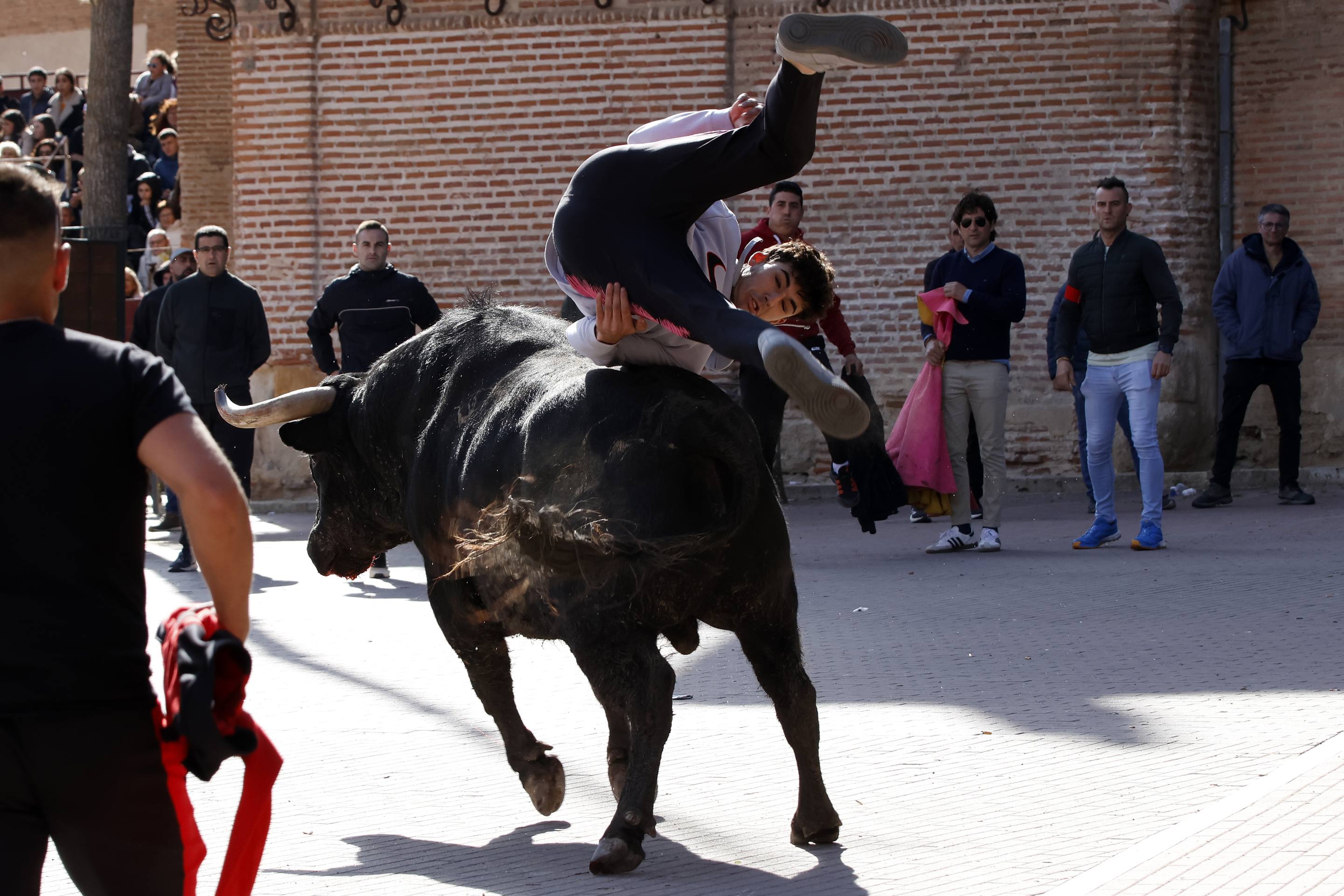 El Toro de la Casita de Alaejos, en imágenes