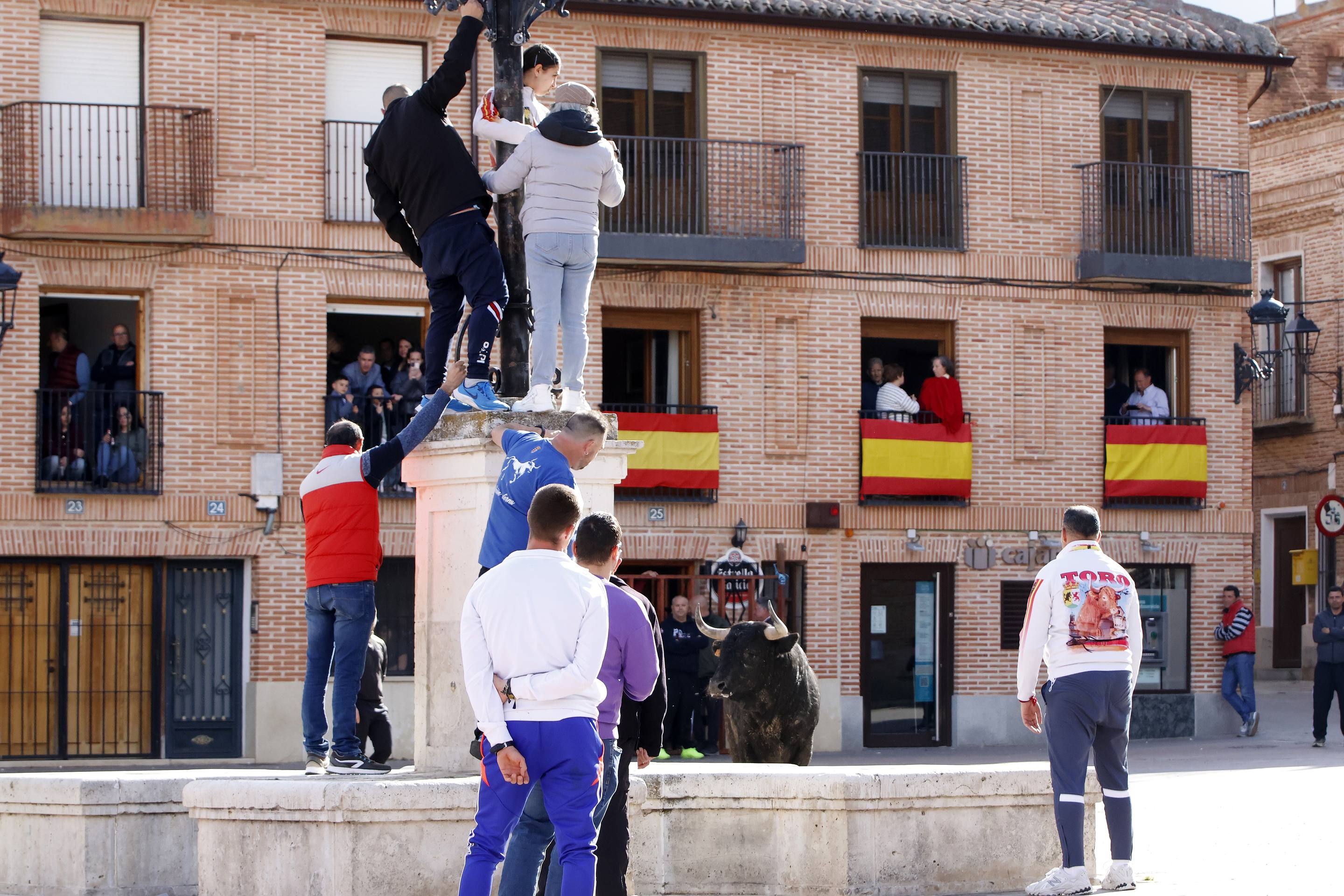 El Toro de la Casita de Alaejos, en imágenes