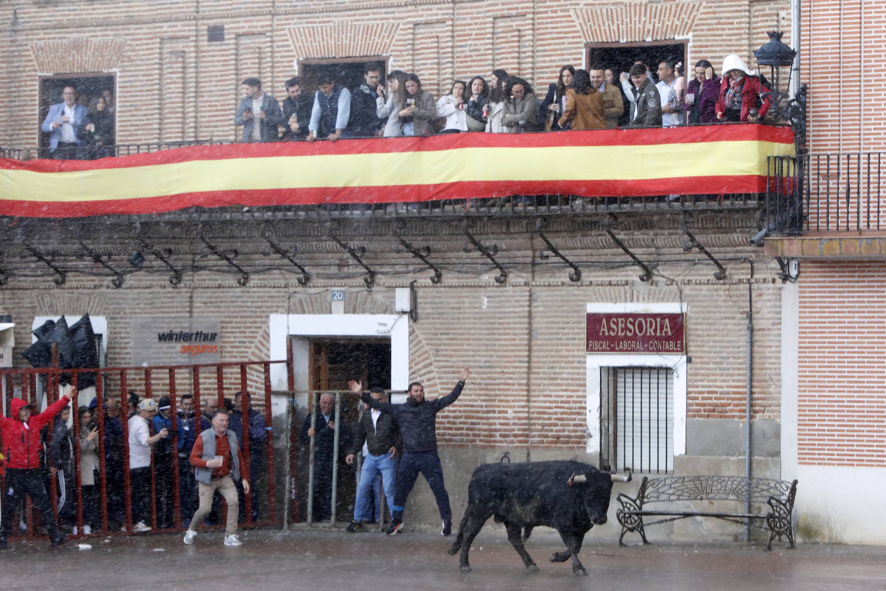 El Toro de la Casita de Alaejos, en imágenes