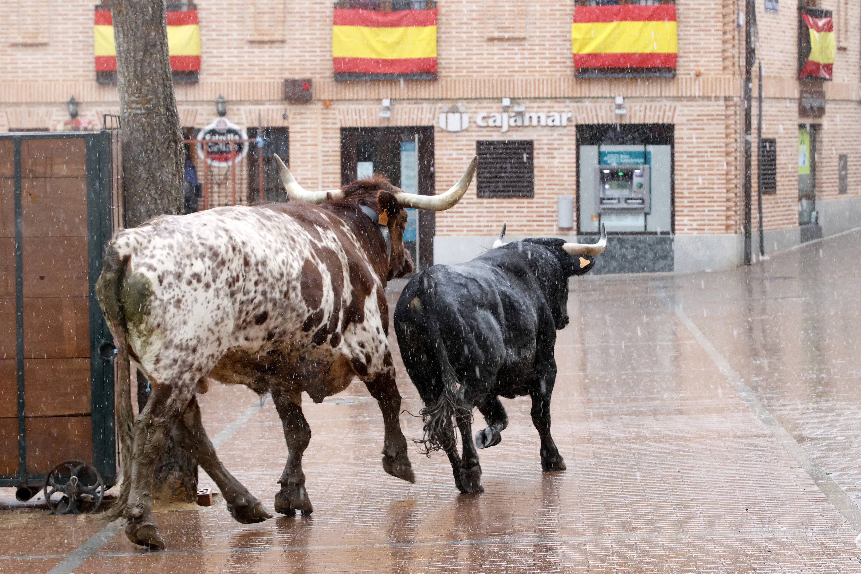 El Toro de la Casita de Alaejos, en imágenes