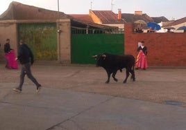 Toro del Cajón en Villaverde de Medina.