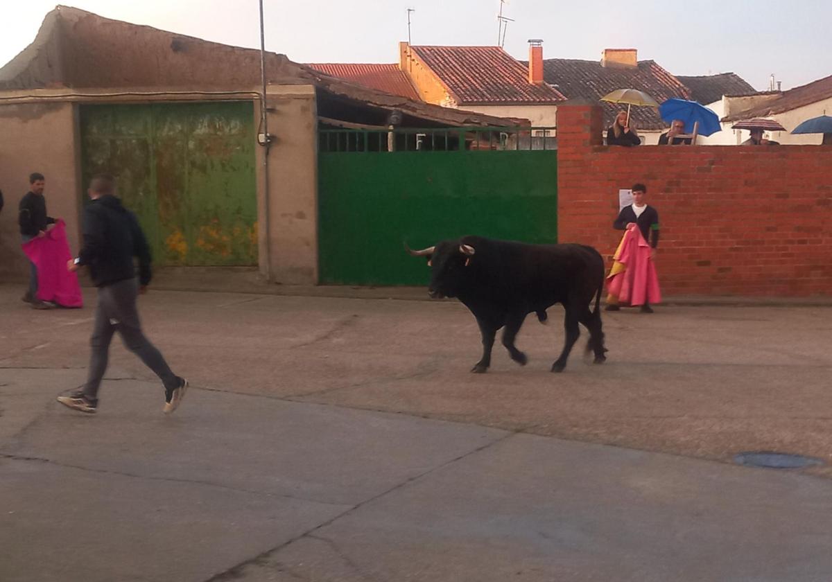 Villaverde de Medina festeja San Gregorio con la suelta de un toro y una vaca