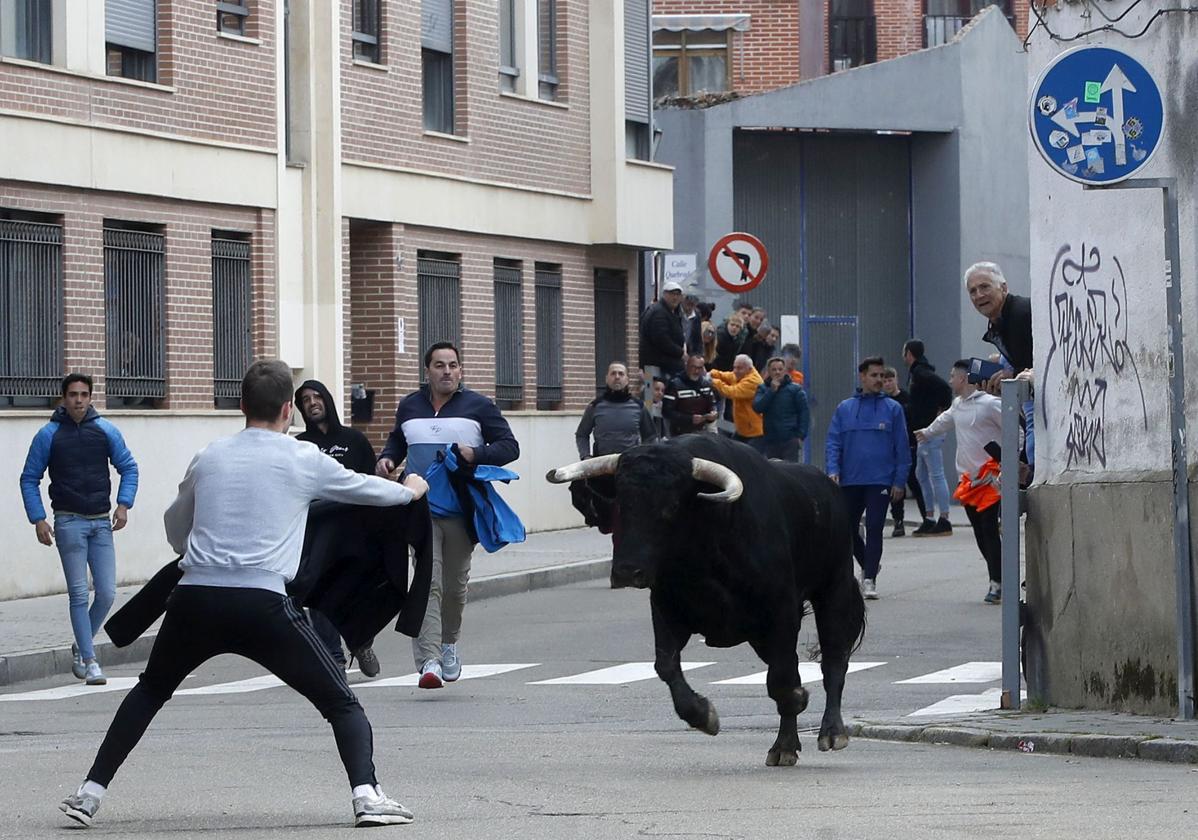 Un hombre cita a uno de los toros durante la suelta de dos astados en Laguna de Duero.