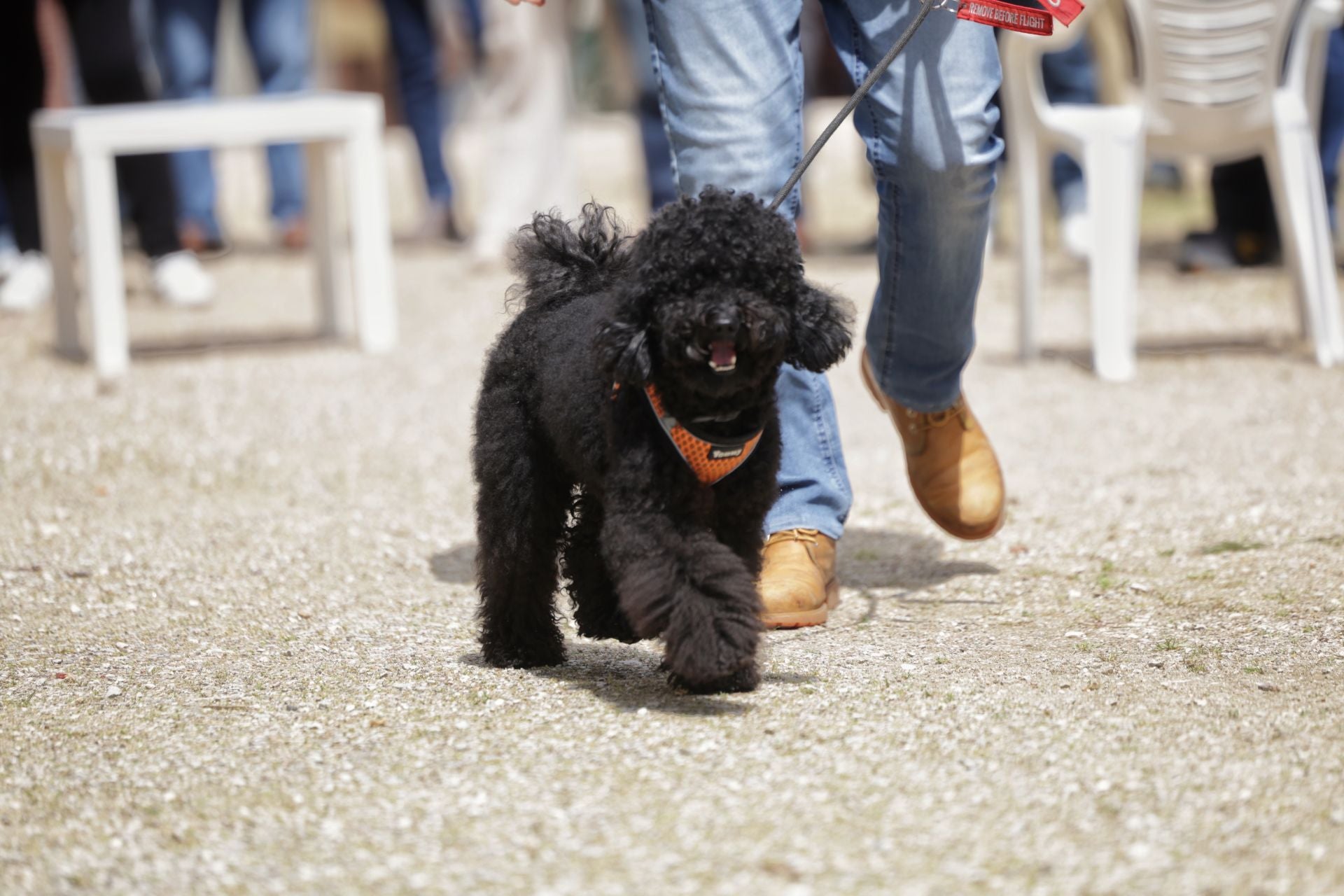Los bailes latinos en Portugalete y el desfile de perros de San Isidro, en imágenes