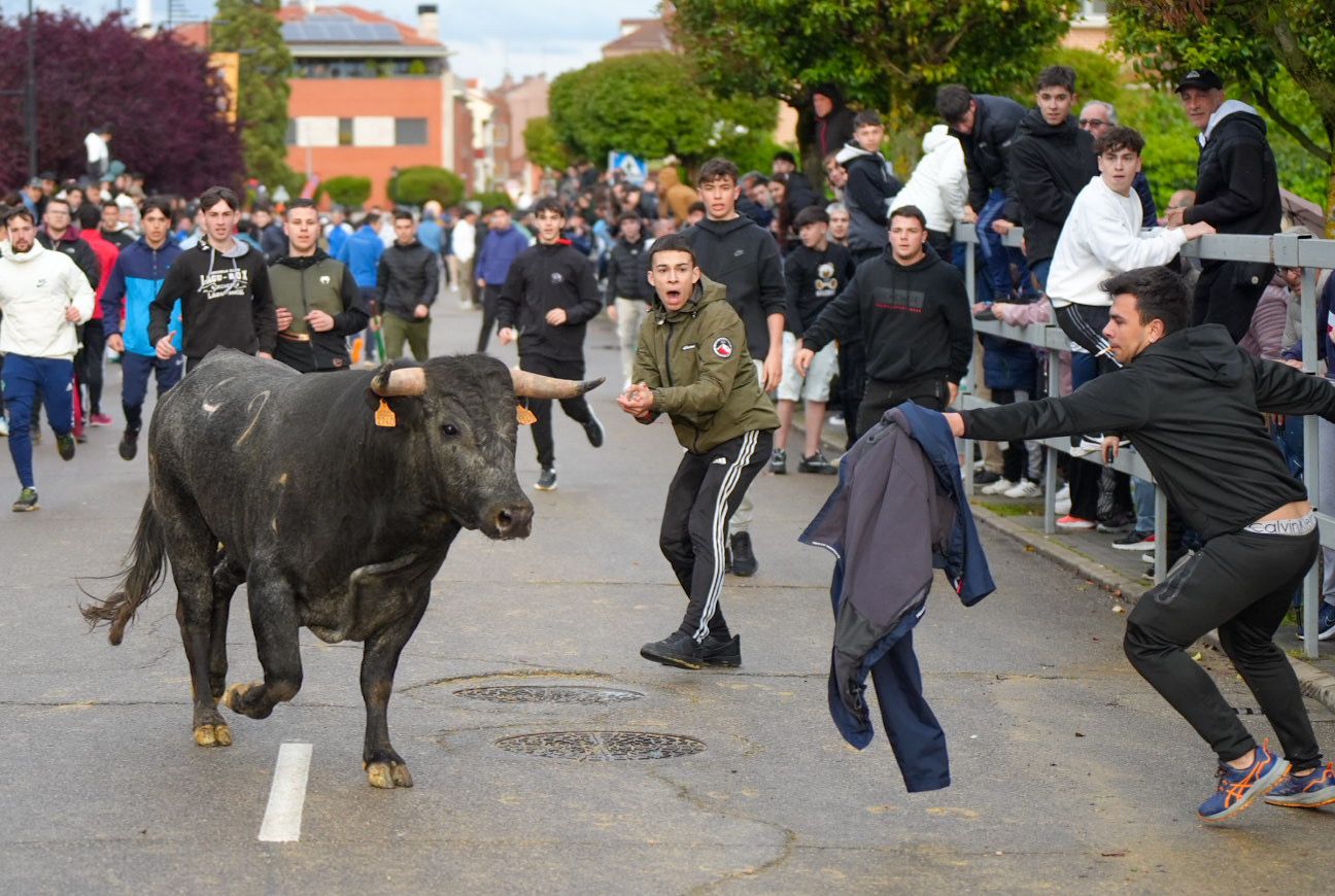 Las imágenes del encierro en Laguna de Duero por San Pedro Regalado