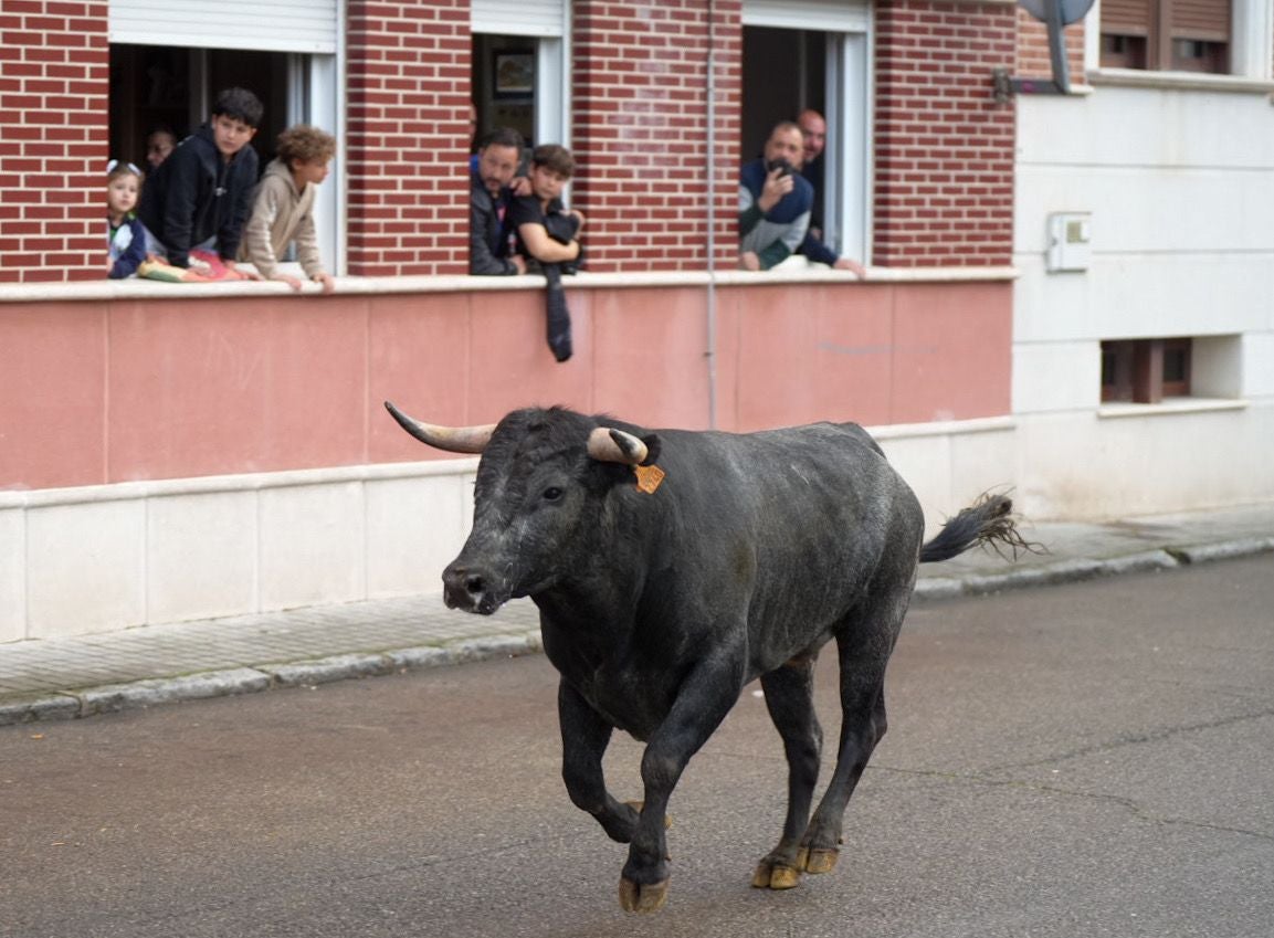 Las imágenes del encierro en Laguna de Duero por San Pedro Regalado