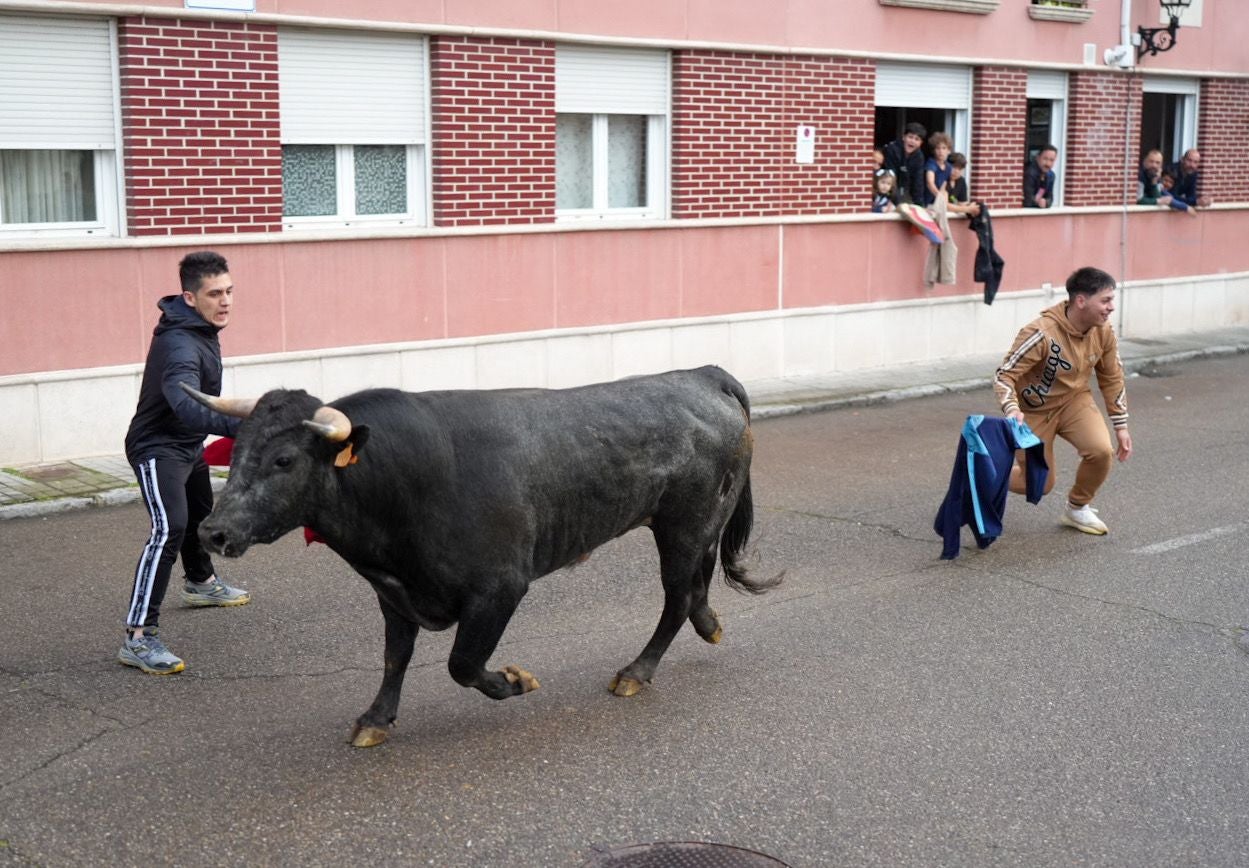 Las imágenes del encierro en Laguna de Duero por San Pedro Regalado