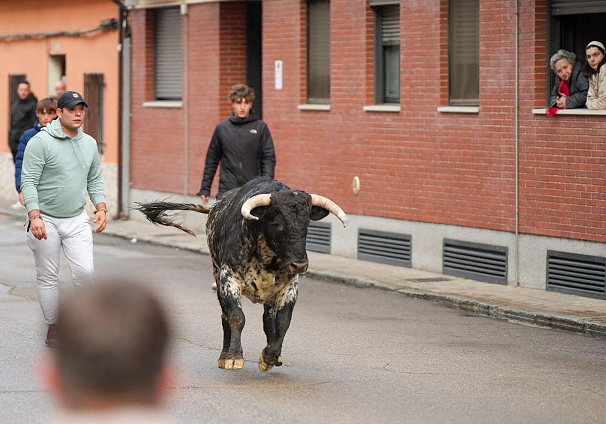 Las imágenes del encierro en Laguna de Duero por San Pedro Regalado