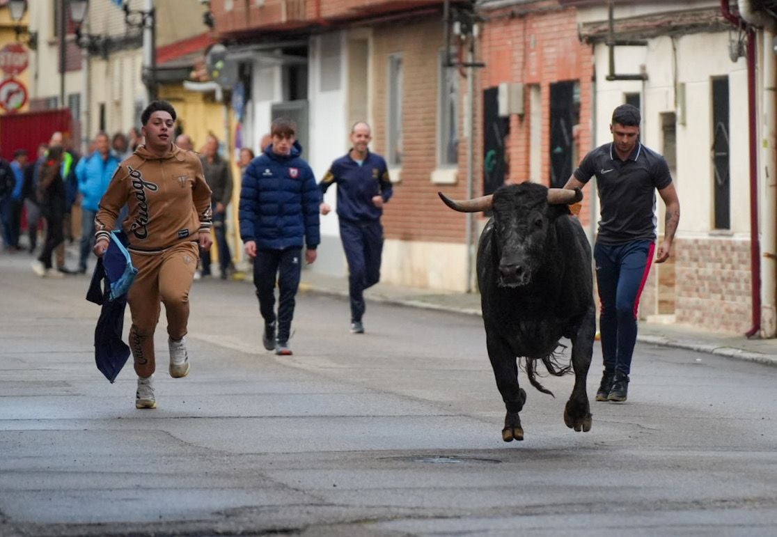 Las imágenes del encierro en Laguna de Duero por San Pedro Regalado