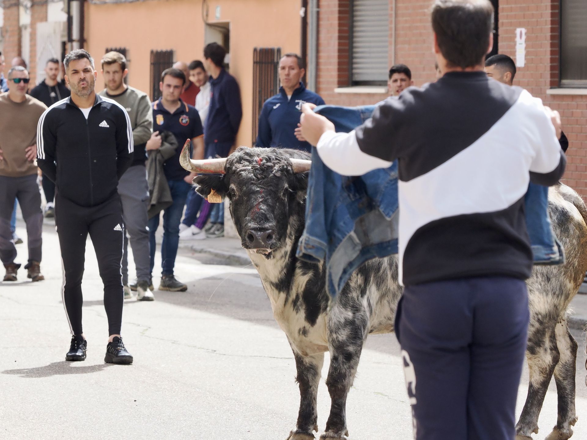 Laguna se despide de los toros de San Pedro Regalado