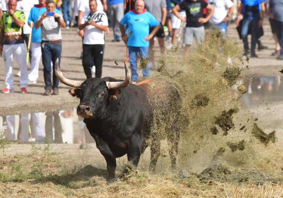 Celebración del Toro de la Vega en 2023 en Tordesillas