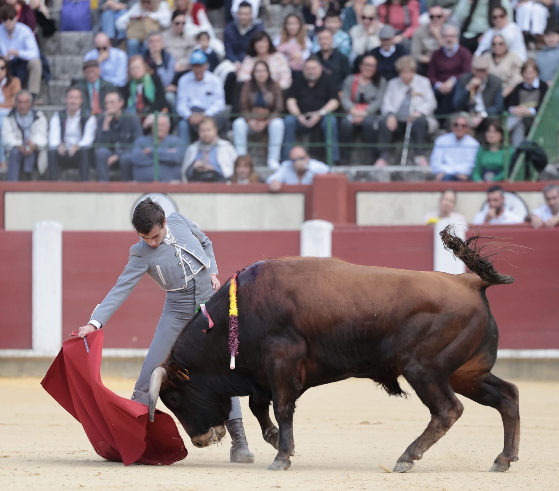 La novillada de San Pedro Regalado, en imágenes