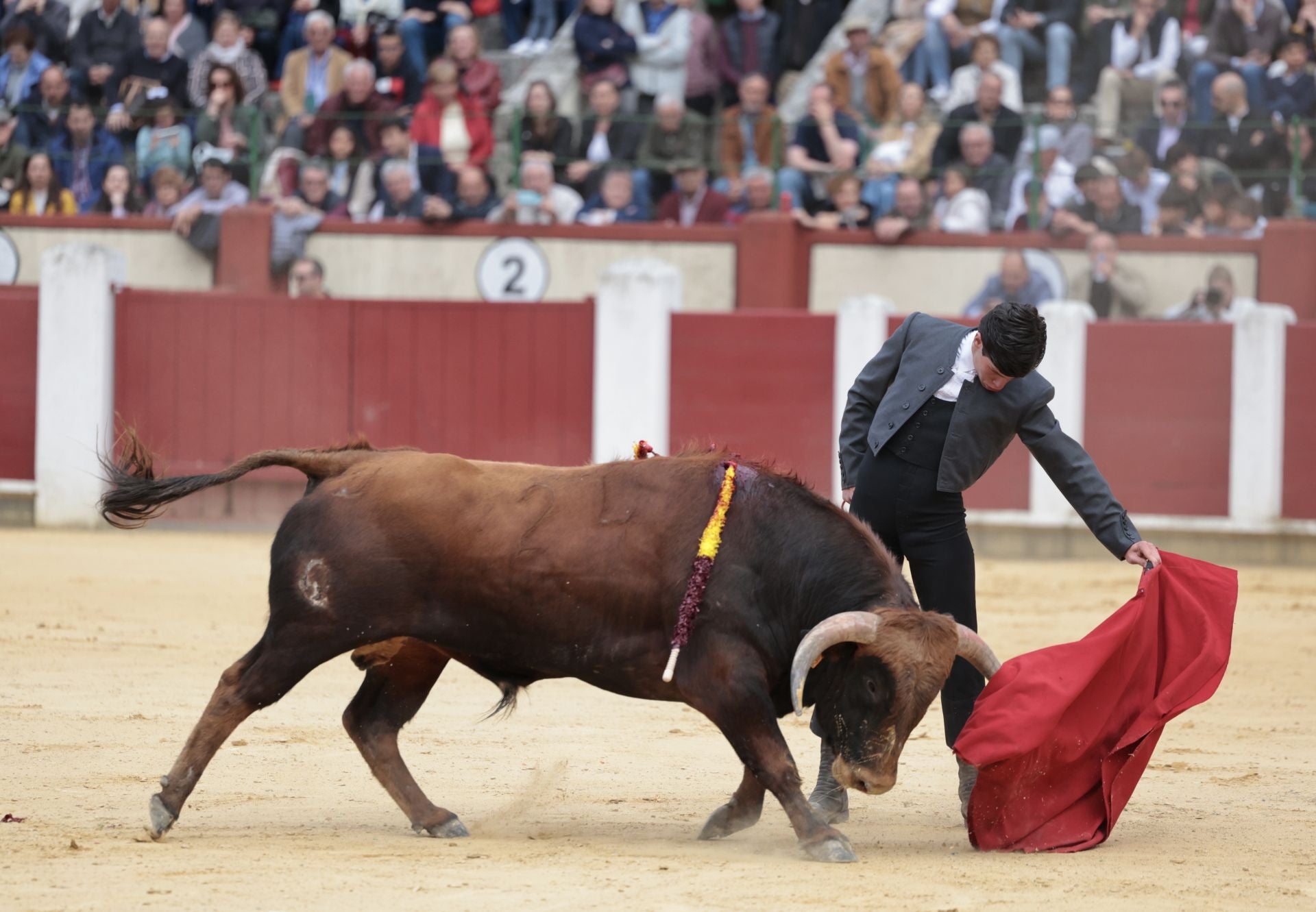 La novillada de San Pedro Regalado, en imágenes