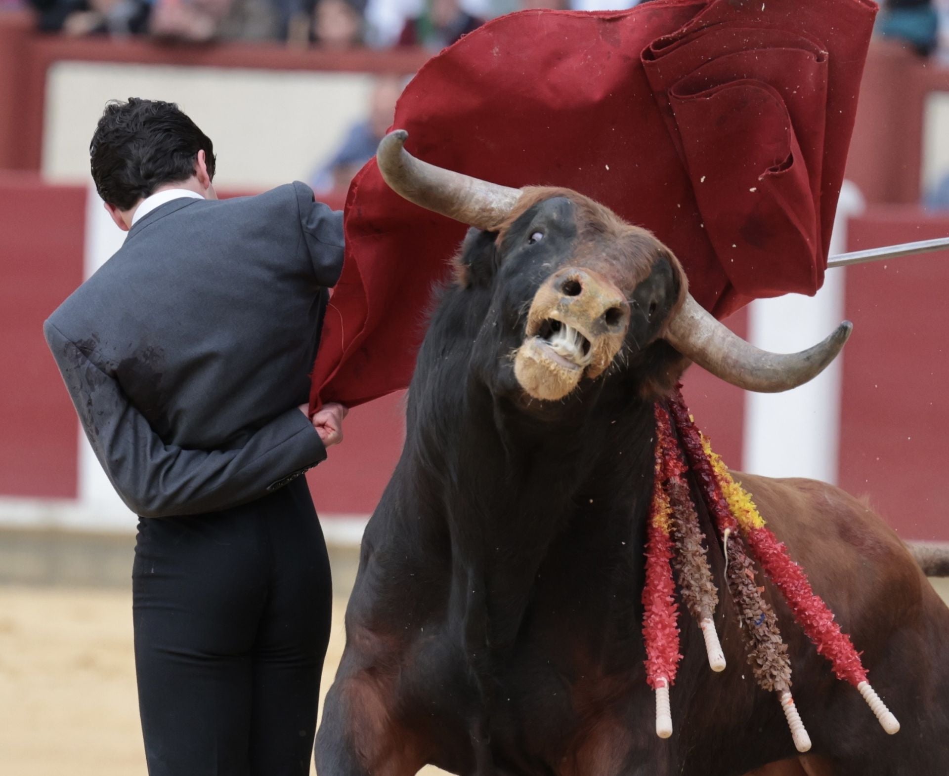 La novillada de San Pedro Regalado, en imágenes