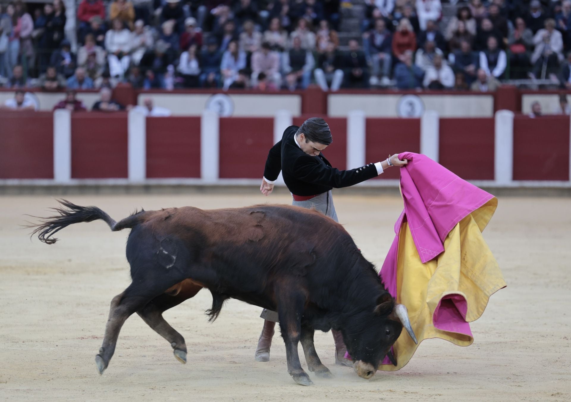 La novillada de San Pedro Regalado, en imágenes