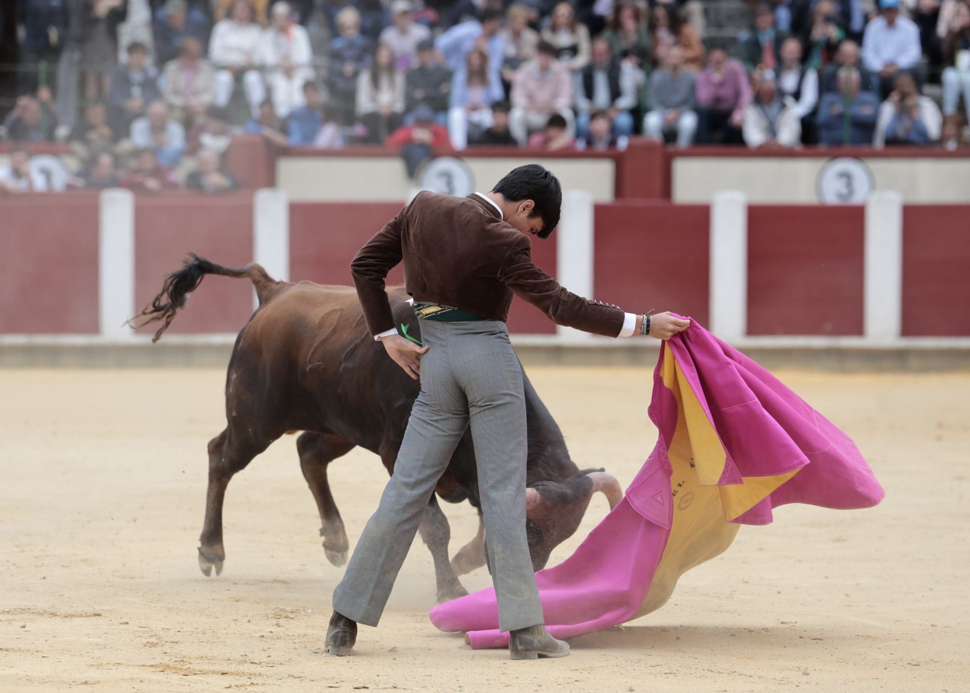 La novillada de San Pedro Regalado, en imágenes
