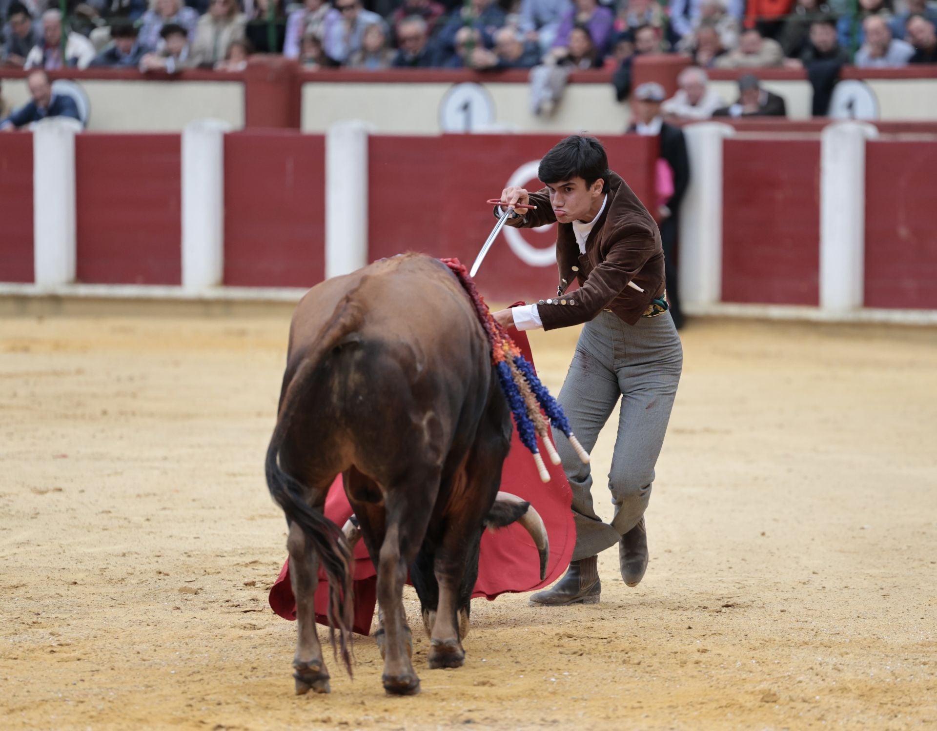 La novillada de San Pedro Regalado, en imágenes
