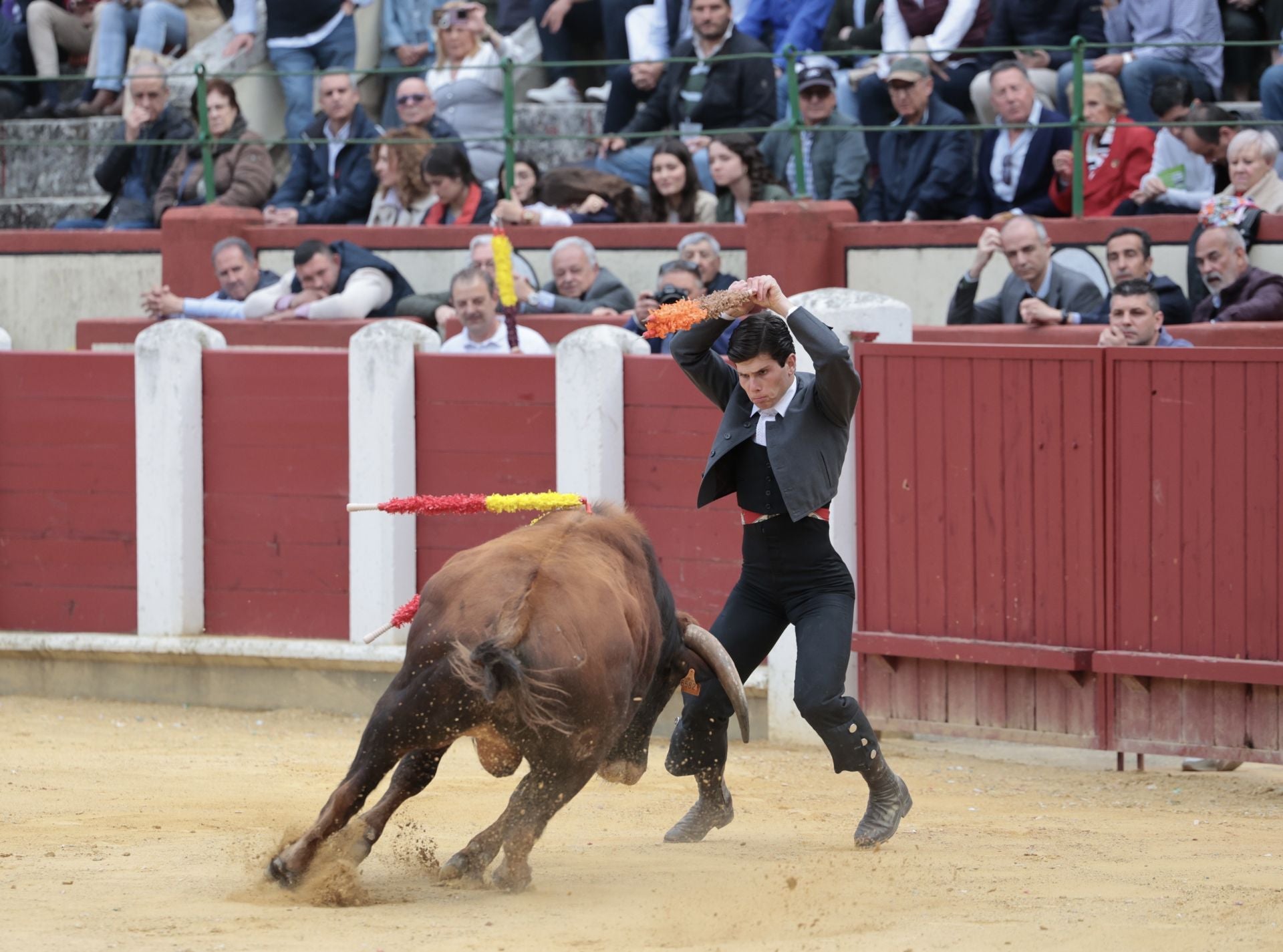 La novillada de San Pedro Regalado, en imágenes