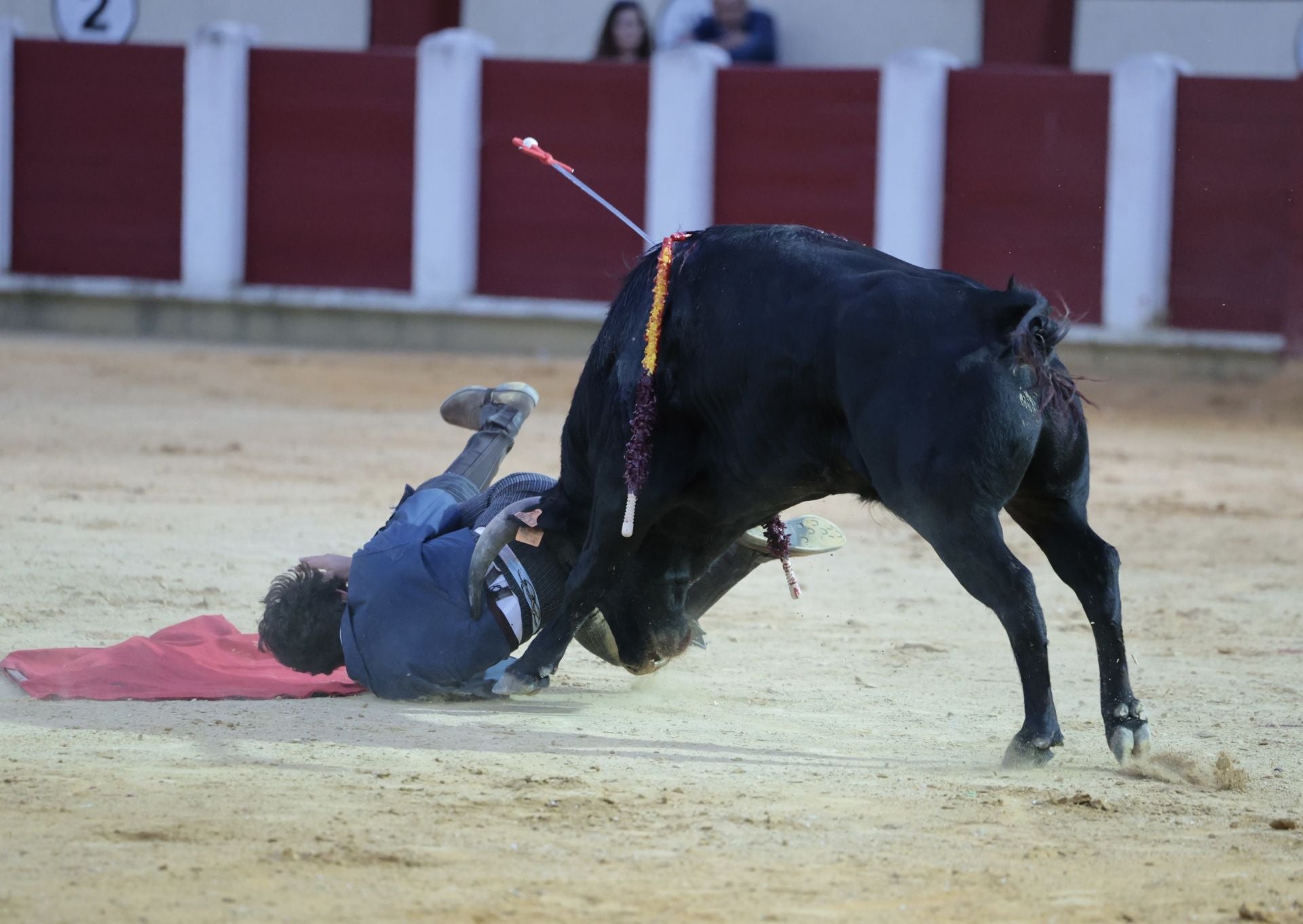 La novillada de San Pedro Regalado, en imágenes
