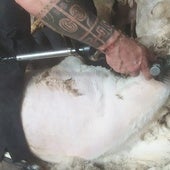 Un esquilador procede con su trabajo en una explotación de la provincia de Valladolid, la semana pasada.