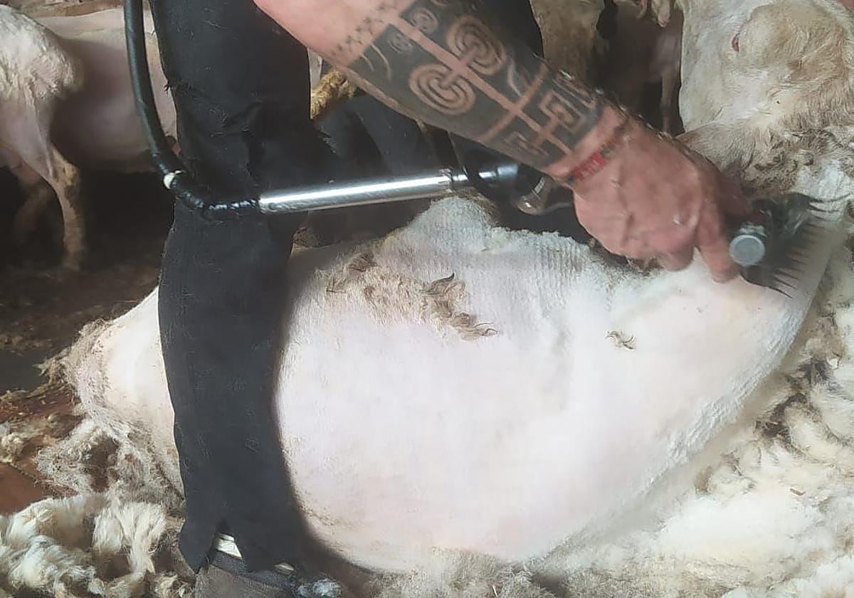 Un esquilador procede con su trabajo en una explotación de la provincia de Valladolid, la semana pasada.