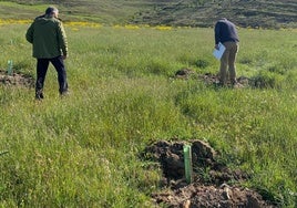 Técnicos revisan la plantación.