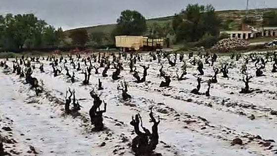 Una fuerte granizada provoca importantes daños en la zona de mayor altitud de Ribera del Duero