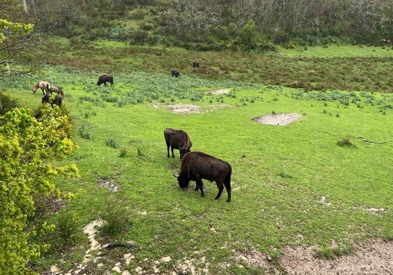Bisontes en el centro de interpretación de San Cebrián de Mudá.
