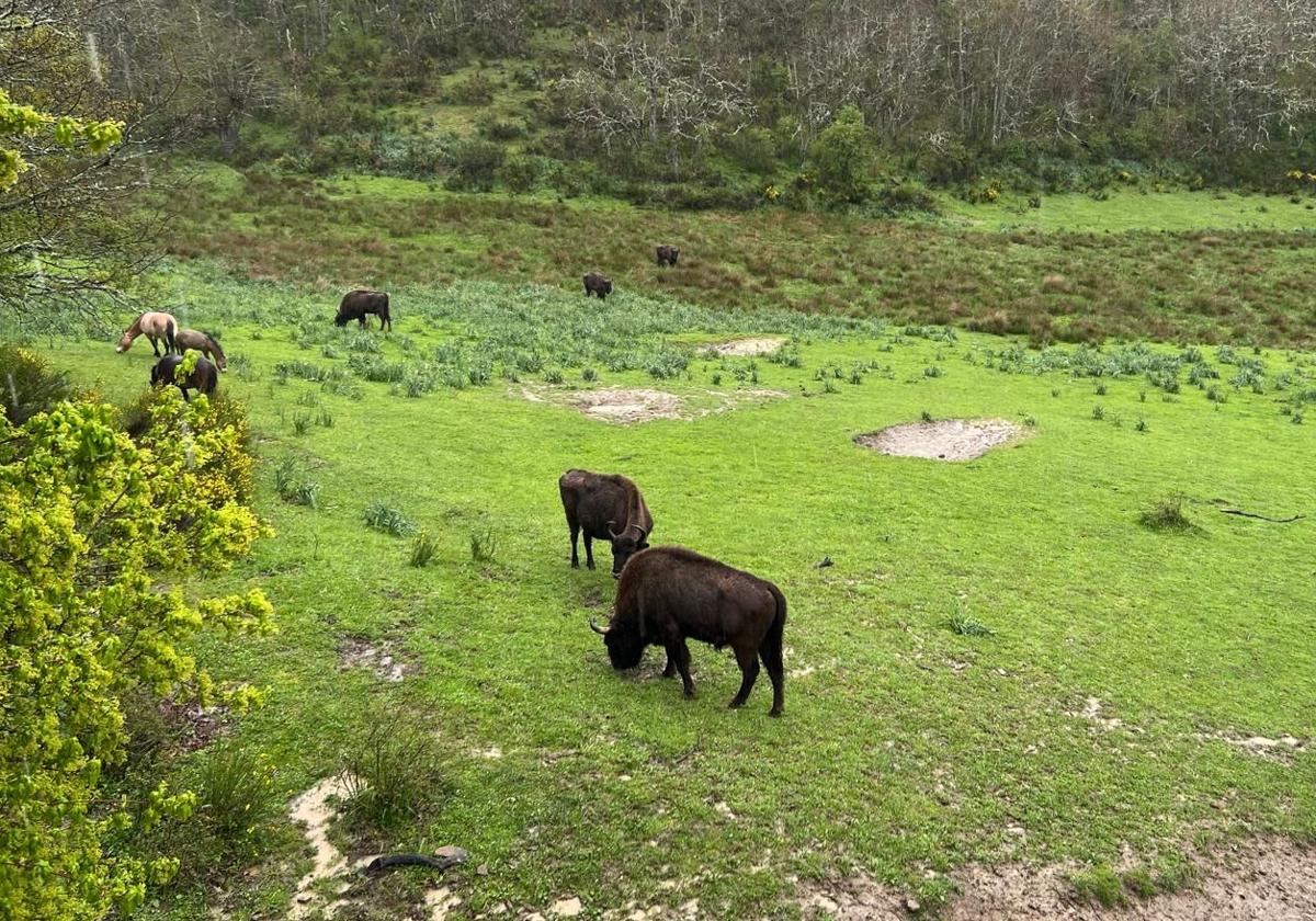 Bisontes en el centro de interpretación de San Cebrián de Mudá.