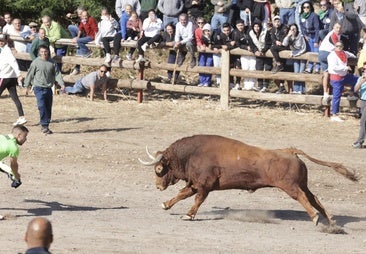Tordesillas estudia recurrir en el Supremo la anulación de las bases del Toro de la Vega