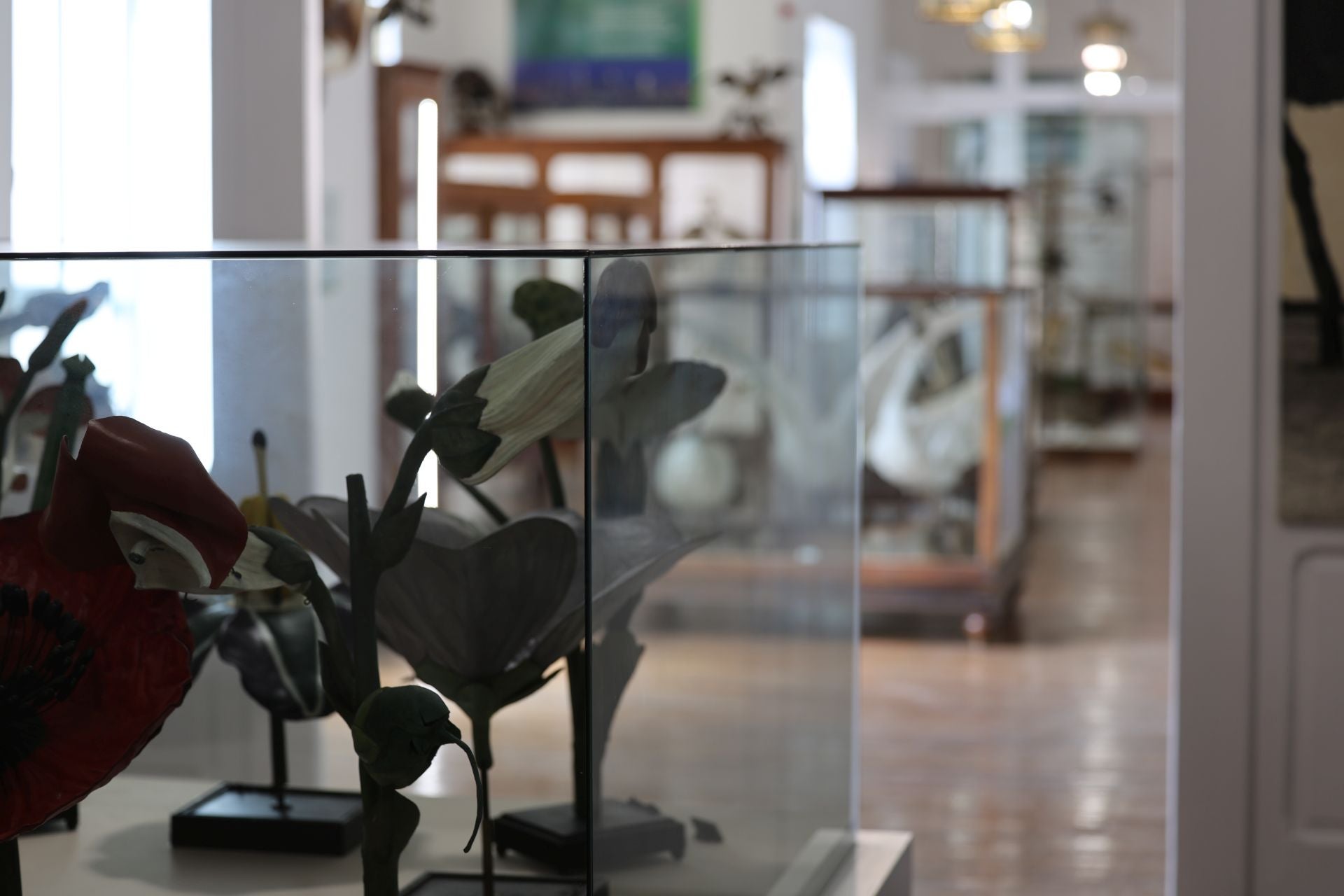 La variopinta colección del Museo de Ciencias Naturales de Valladolid