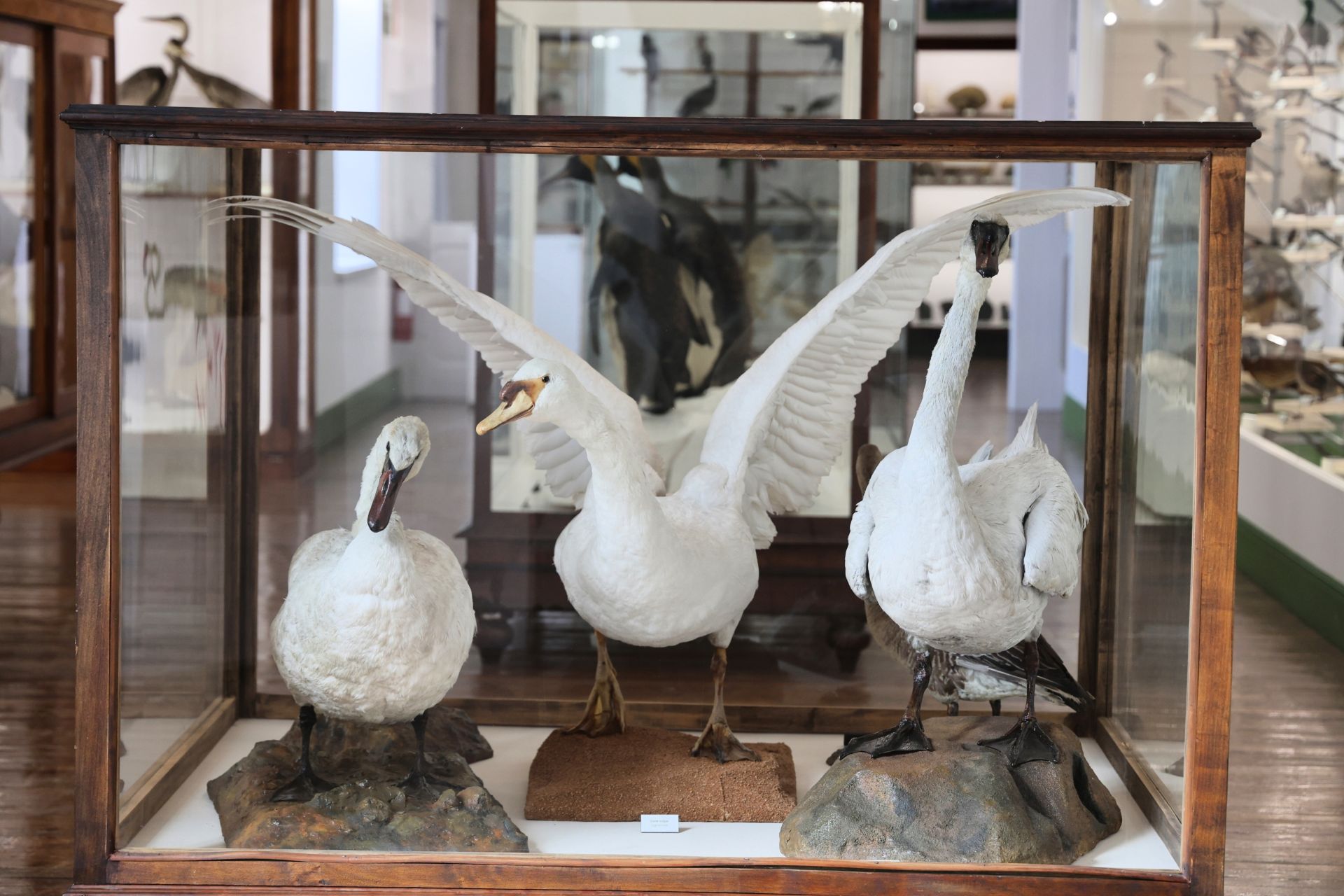 El trío de cisnes del Museo de Ciencias Naturales, en el centro, el ejemplar que fue apedreado por unos niños en el estanque de Campo Grande