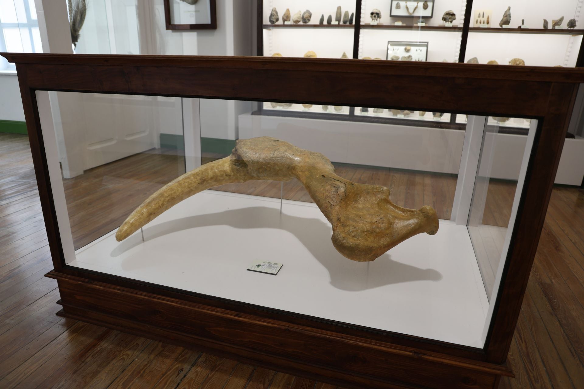 Defensa y maxilar de un Deinotherium gigantium