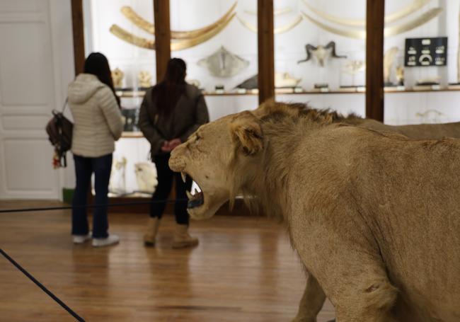 La pareja de leones que la familia Barreras Barret donó al Museo de Ciencias Naturales de Valladolid.