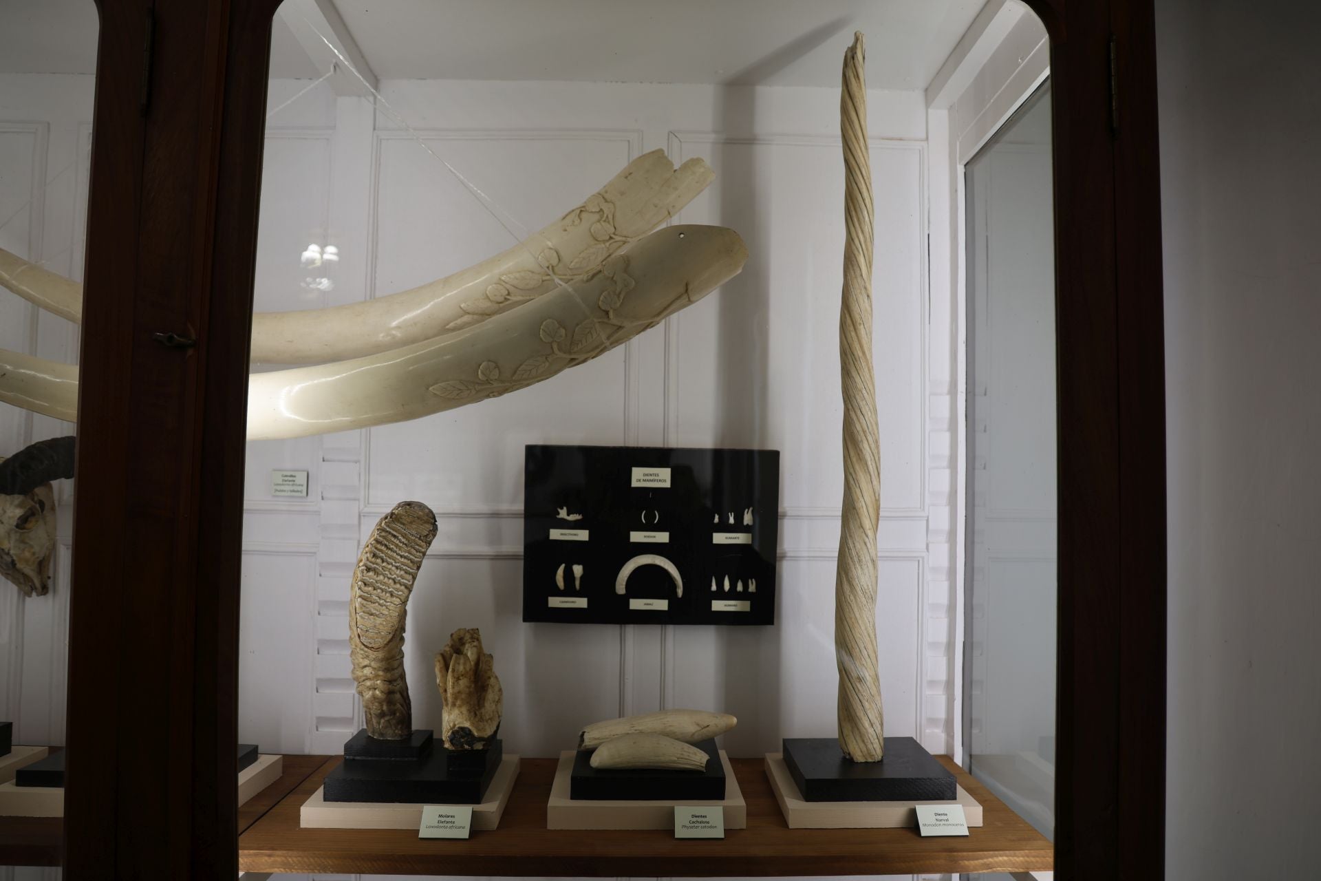 Colmillos de elefante incautados por la Guardia Civil permanecen de manera temporal del Museo de Ciencias Naturales
